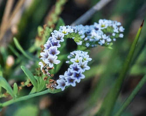 iNaturalist observation photo of alkali heliotrope