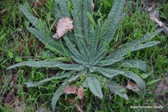 Echium vulgare pustulatum