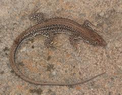 Pedioplanis burchelli