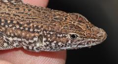 Pedioplanis burchelli