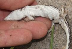 Pedioplanis burchelli