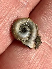 Planorbella campanulata