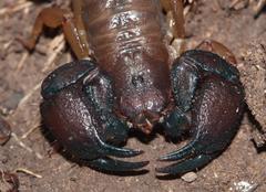 Opisthacanthus validus