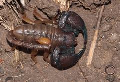 Opisthacanthus validus