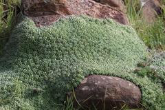 Euphorbia pulvinata