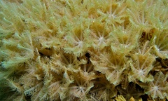 Clavularia