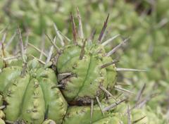 Euphorbia pulvinata