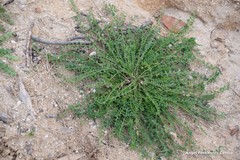Astragalus hamosus