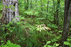 Angelica cincta