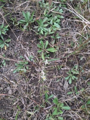 Symphyotrichum depauperatum
