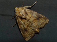 Atypha pulmonaris