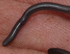 Leptotyphlops nigricans