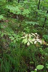 Angelica cincta