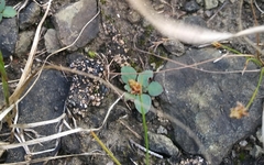 Fimbristylis annua