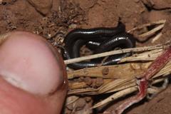 Leptotyphlops nigricans