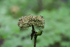 Angelica cincta