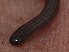 Leptotyphlops nigricans