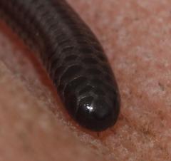 Leptotyphlops nigricans