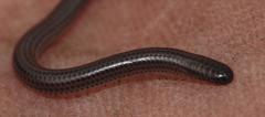 Leptotyphlops nigricans