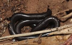 Leptotyphlops nigricans