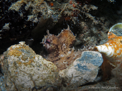 Octopus americanus