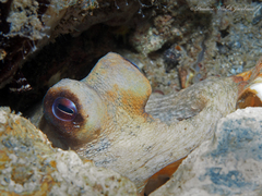 Octopus americanus