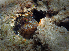 Parablennius marmoreus