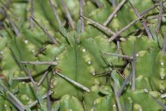 Euphorbia pulvinata