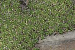 Euphorbia pulvinata