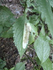 Calycomyza flavinotum