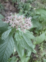 Calycomyza flavinotum