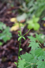 Lilium distichum