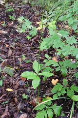 Lilium distichum