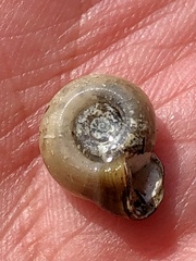 Planorbella campanulata