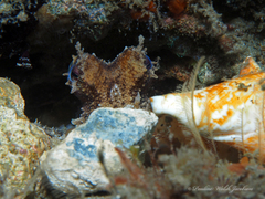 Octopus americanus