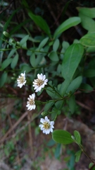 Aster baccharoides