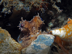 Octopus americanus