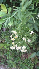 Aster baccharoides