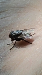 Musca domestica