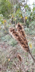 Liatris pycnostachya pycnostachya