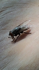 Musca domestica