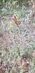 Liatris pycnostachya pycnostachya