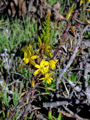 Bulbine alooides
