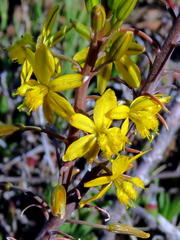 Bulbine alooides