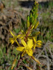 Bulbine alooides