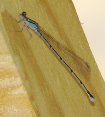 Enallagma divagans