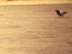 Columba livia domestica