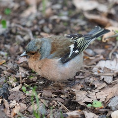 Fringilla coelebs