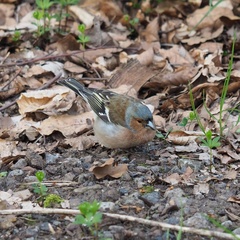 Fringilla coelebs