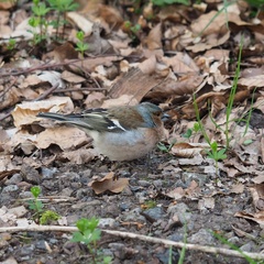 Fringilla coelebs